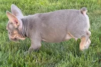 Eddie, a male French Bulldog for sale in Sturgis, MI – 8 of 9