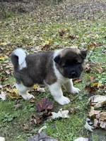 Thor, a male Akita for sale in Pikeville, KY – 2 of 4