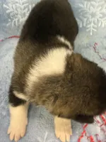 Cuda-pending, a male Akita for sale in Pikeville, KY – Photo 1 of 4