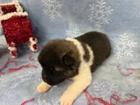 Cuda-pending, a male Akita for sale in Pikeville, KY – Photo 2 of 4