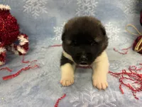 Cuda-pending, a male Akita for sale in Pikeville, KY – Photo 4 of 4