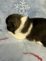 Cuda-pending, a male Akita for sale in Pikeville, KY – Photo 3 of 4