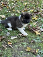 Athenia, a female Akita for sale in Pikeville, KY – 6 of 6