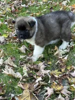 Zeus, a male Akita for sale in Pikeville, KY – 2 of 4