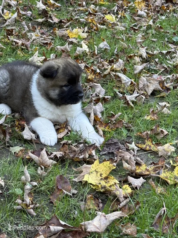 Zeus – Akita puppy for sale in Pikeville, KY
