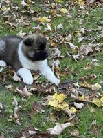 Zeus, a male Akita for sale in Pikeville, KY – 1 of 4