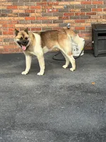 Akita, a female Akita for sale in Pikeville, KY – Photo 3 of 3