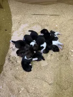 Akita, a female Akita for sale in Pikeville, KY – Photo 1 of 3