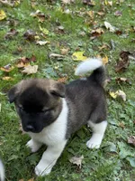 Athenia, a female Akita for sale in Pikeville, KY – 2 of 6