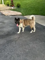 Akita, a female Akita for sale in Pikeville, KY – Photo 2 of 3