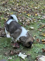 Thor, a male Akita for sale in Pikeville, KY – 3 of 4