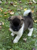 Athenia, a female Akita for sale in Pikeville, KY – 3 of 6