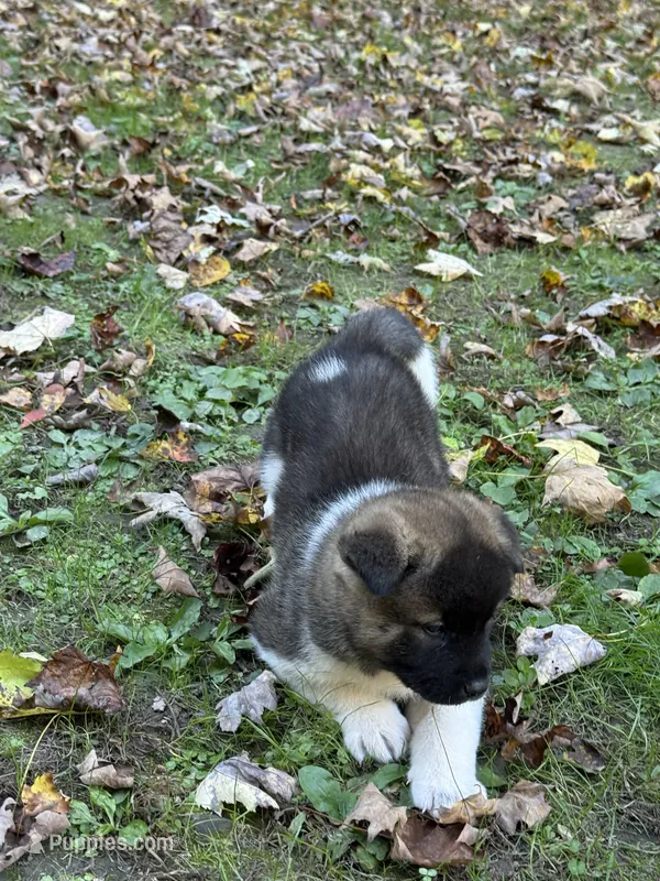 Athenia – Akita puppy for sale in Pikeville, KY