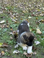 Athenia, a female Akita for sale in Pikeville, KY – 1 of 6