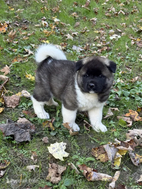 Apollo – Akita puppy for sale in Pikeville, KY