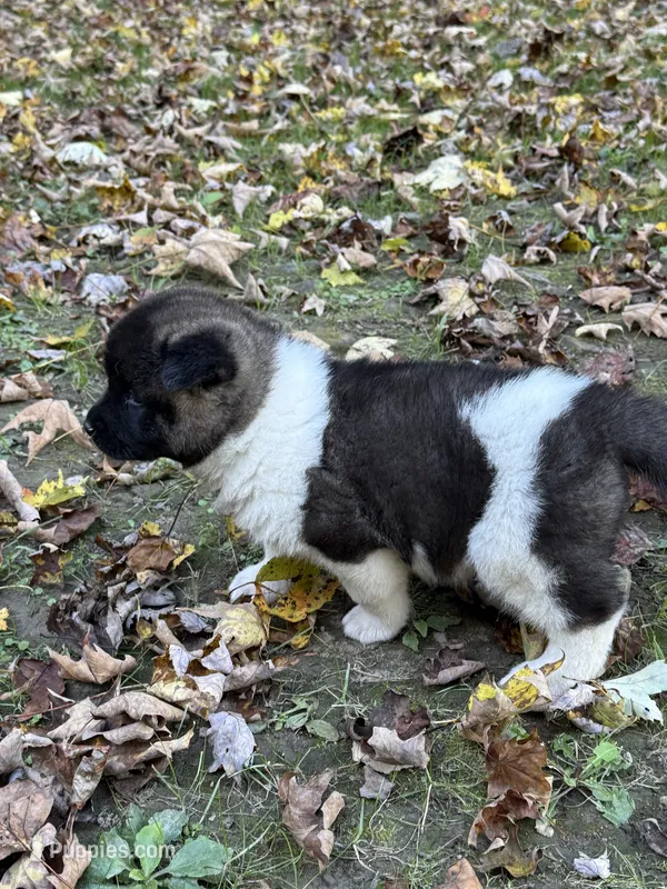 Hera – Akita puppy for sale in Pikeville, KY