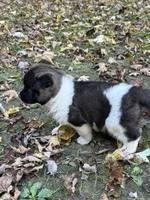Hera, a female Akita for sale in Pikeville, KY – 1 of 3