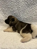 Ares, a female Akita for sale in Pikeville, KY – 2 of 2