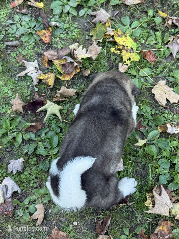 Ares – Akita puppy for sale in Pikeville, KY
