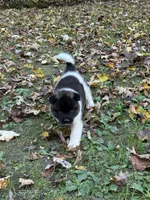 Hera, a female Akita for sale in Pikeville, KY – 2 of 3