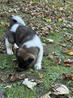 Thor, a male Akita for sale in Pikeville, KY – 4 of 4