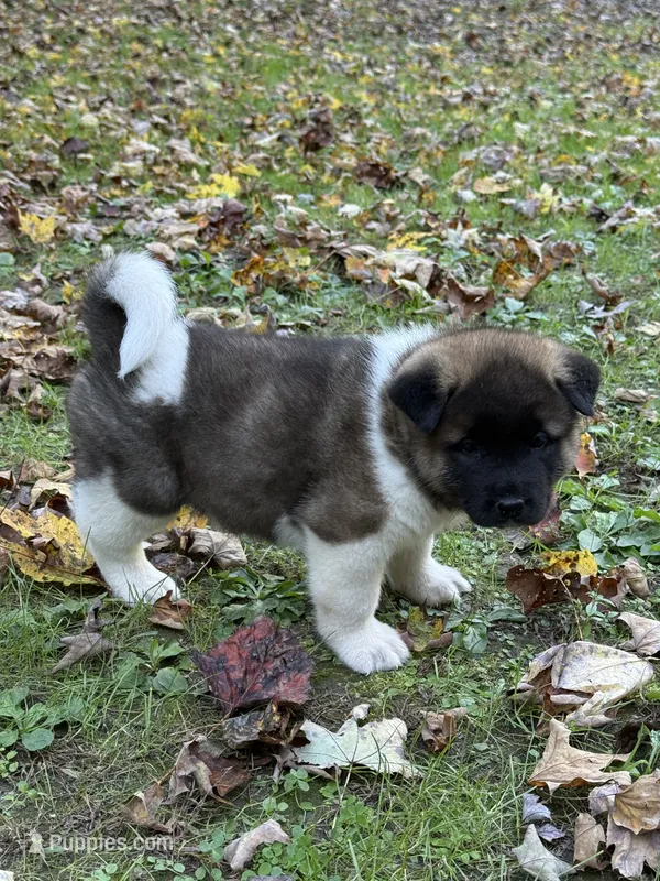 Thor – Akita puppy for sale in Pikeville, KY