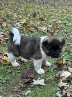 Thor, a male Akita for sale in Pikeville, KY – 1 of 4