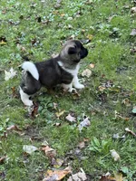 Apollo, a male Akita for sale in Pikeville, KY – 2 of 3