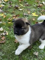 Athenia, a female Akita for sale in Pikeville, KY – 5 of 6