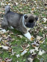 Zeus, a male Akita for sale in Pikeville, KY – 3 of 4