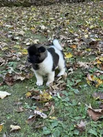 Hera, a female Akita for sale in Pikeville, KY – 3 of 3