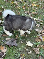 Apollo, a male Akita for sale in Pikeville, KY – 3 of 3