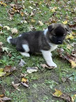 Athenia, a female Akita for sale in Pikeville, KY – 4 of 6