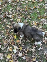 Zeus, a male Akita for sale in Pikeville, KY – 4 of 4