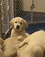 Red - ready now - light coat golden retriever, a male English Cream Golden Retriever for sale in Urbana, IL – Photo 3 of 5