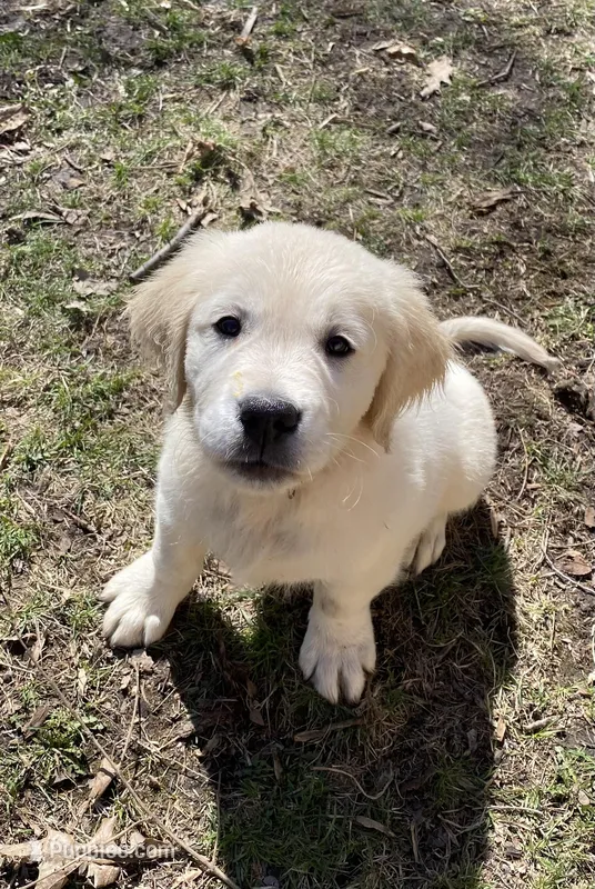 Puppy 1 - ready now - light coat golden retriever – English Cream Golden Retriever puppy for sale in Urbana, IL