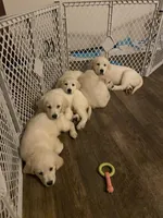 Red - ready now - light coat golden retriever, a male English Cream Golden Retriever for sale in Urbana, IL – Photo 4 of 5