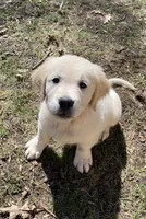 Blue, a female English Cream Golden Retriever for sale in Urbana, IL – Photo 1 of 9