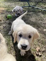Blue, a female English Cream Golden Retriever for sale in Urbana, IL – Photo 2 of 9
