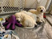 Blue, a female English Cream Golden Retriever for sale in Urbana, IL – Photo 5 of 9