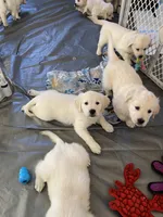 Blue, a female English Cream Golden Retriever for sale in Urbana, IL – Photo 7 of 9