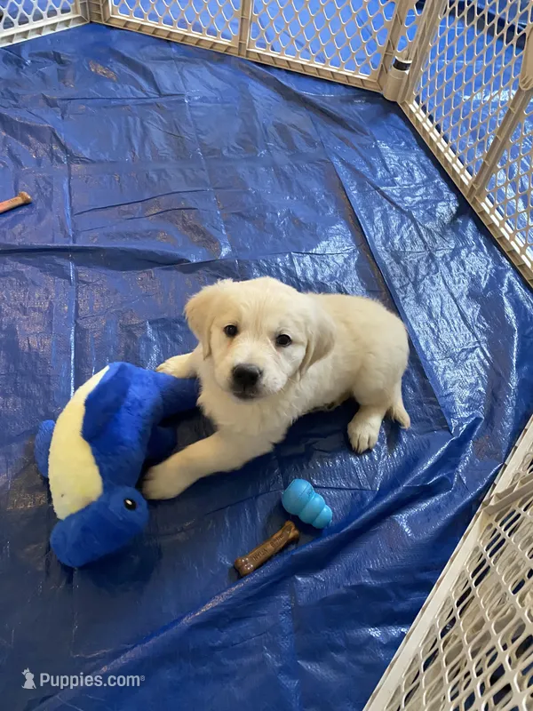 AKC puppy 2 - ready now - light coat golden retriever – English Cream Golden Retriever puppy for sale in Urbana, IL