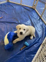 Blue, a female English Cream Golden Retriever for sale in Urbana, IL – Photo 3 of 9
