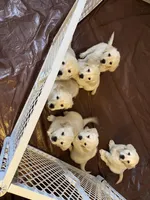 Blue, a female English Cream Golden Retriever for sale in Urbana, IL – Photo 6 of 9