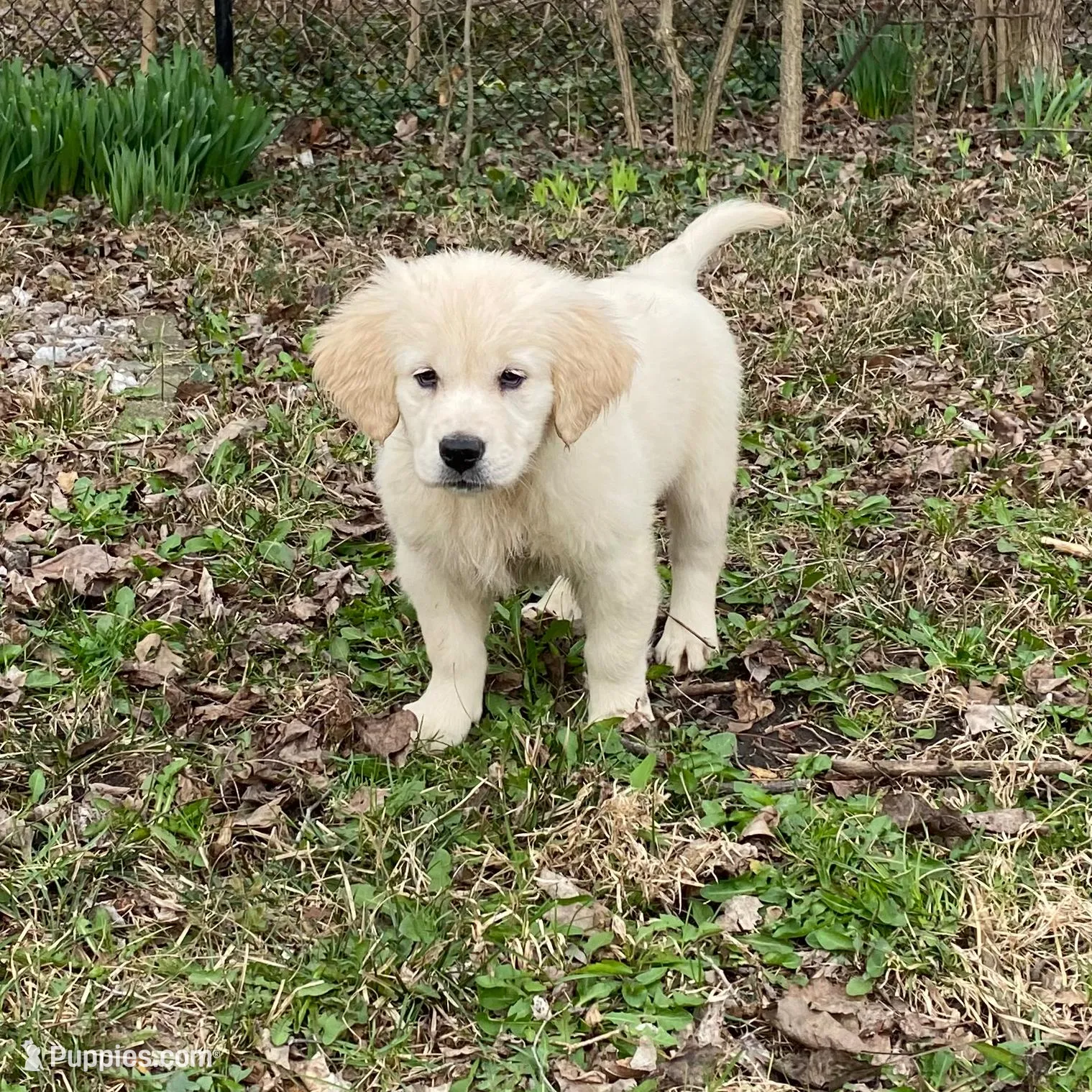 Puppy 2 - ready now - light coat golden retriever – English Cream Golden Retriever puppy for sale in Urbana, IL