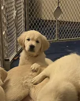 Blue, a female English Cream Golden Retriever for sale in Urbana, IL – Photo 4 of 9