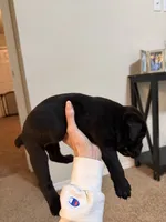Black Male, a male Cane Corso for sale in Tulsa, OK – 3 of 3