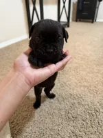Black Female , a female Cane Corso for sale in Tulsa, OK – 2 of 2
