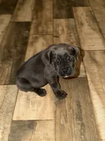 Blue/ Grey Female , a female Cane Corso for sale in Tulsa, OK – 2 of 3