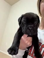 Black Male, a male Cane Corso for sale in Tulsa, OK – 1 of 3